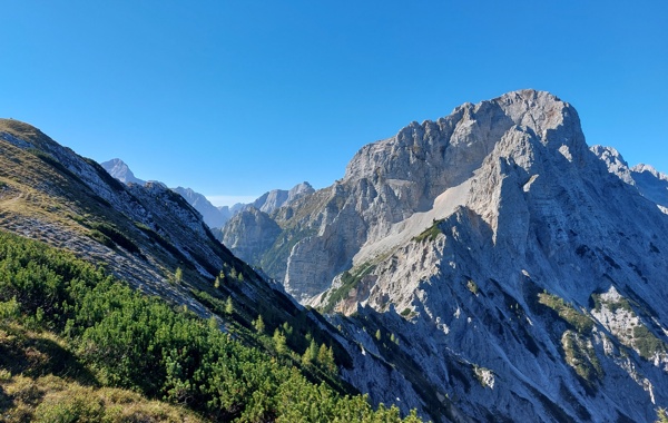 vrtaško sleme franci teraž